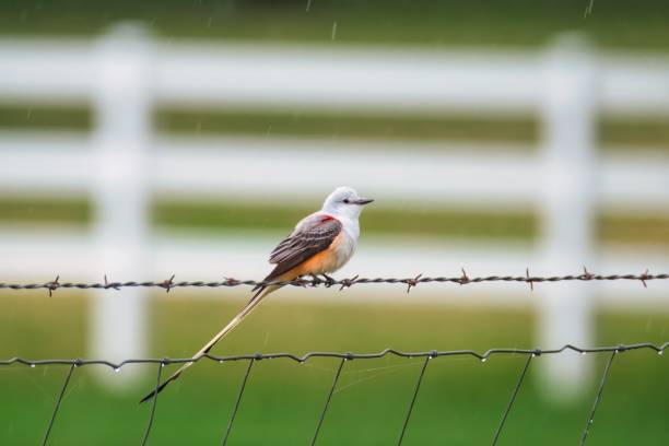 Rain falls on a beautiful scissor-tailed flycatcher that is perched on a rural fence in Oklahoma.
