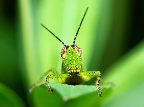 Grasshopper on green leaf , looking at camera - animal behavior.
