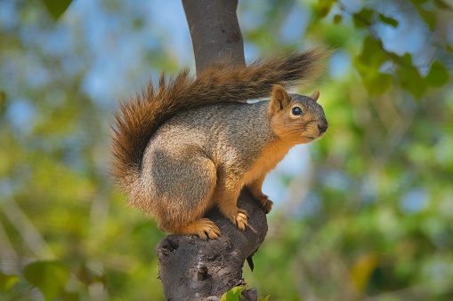 A fox squirrel clings to a branch near San Antonio, Texas.