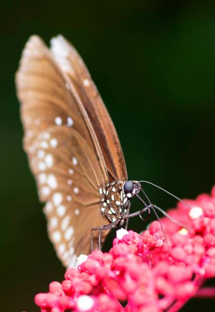 Butterfly drinking juice from red flower - animal behavior.