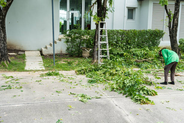 istock Work in the garden. The gardener is cutting plants. 1497102679