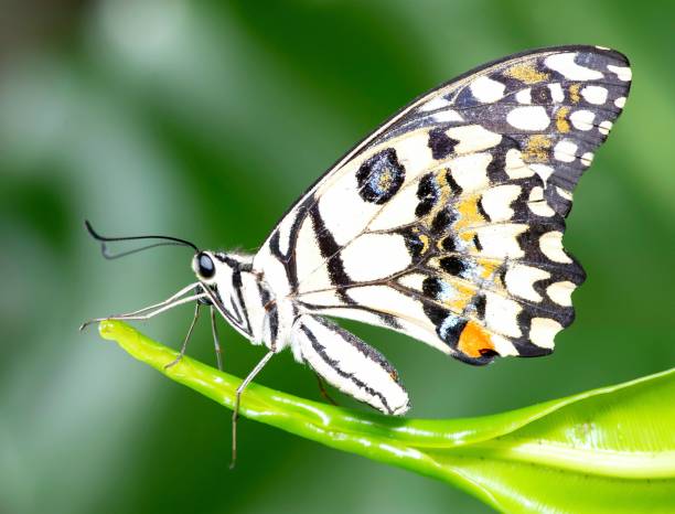 istock Butterfly on green leaf - animal behavior. 1497103893