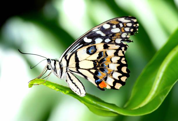istock Butterfly on green leaf - animal behavior. 1497103918