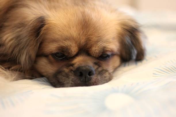 istock A Tibetan spaniel dog 1497104204