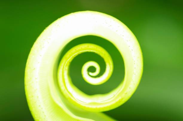 istock Circled Bird nest Fern leaf - green background. 1497104262