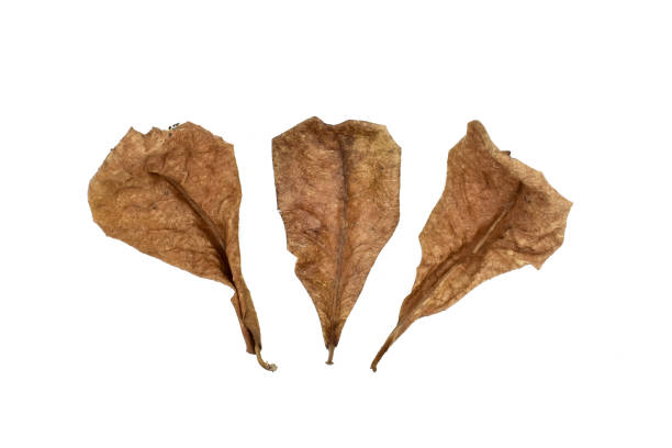 Three dry indian almond leaves isolated on white background.