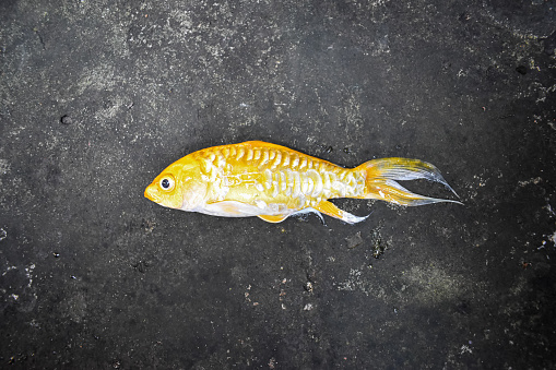 Yellow Koi fish with long fin died due to poor water quality i.e. ammonia poisoning.