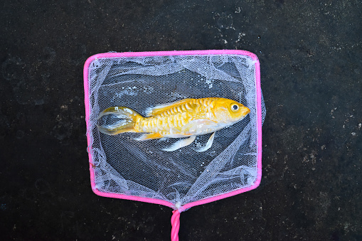 Yellow Koi fish with long fin died due to poor water quality i.e. ammonia poisoning. Catched by fishing net.