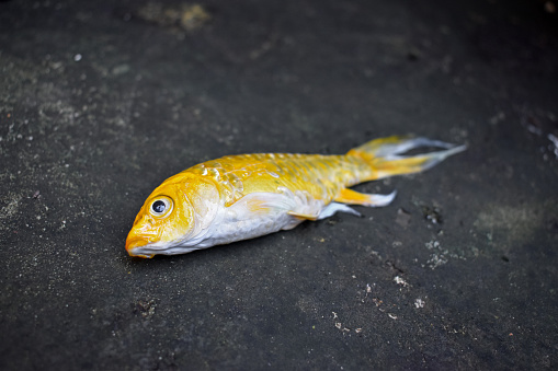 Yellow Koi fish with long fin died due to poor water quality i.e. ammonia poisoning. Lateral view.