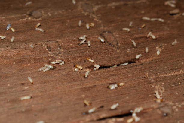 istock Wood layers damaged by termites. Dead termites. 1497106579