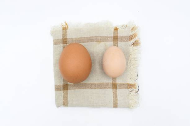 porównanie standardowego jaja kurzego i jajka bantam. - male animal vertebrate one animal guinea fowl zdjęcia i obrazy z banku zdjęć