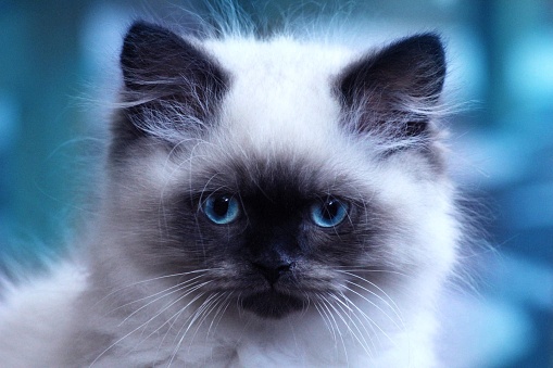 A british longhaired kitten