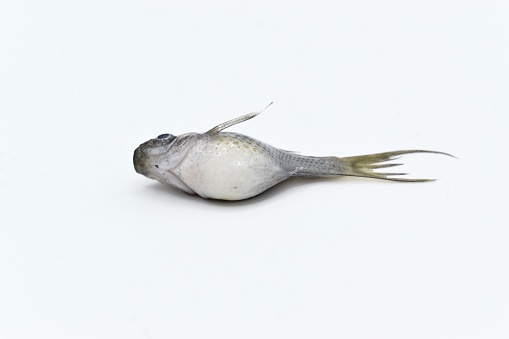Gray dwarf molly fish died due to bloated abdomen.