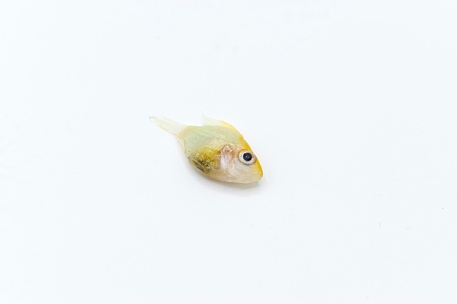 German gold ram cichlid fish died due to bloated abdomen. Isolated on white. Right lower view.