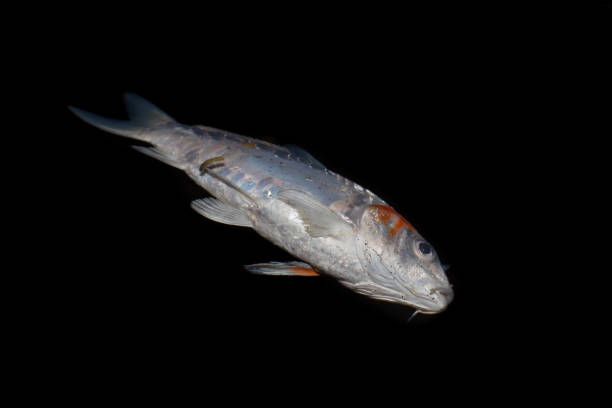 istock Kohaku Koi fish died due to poor water quality i.e. ammonia poisoning. 1497109189