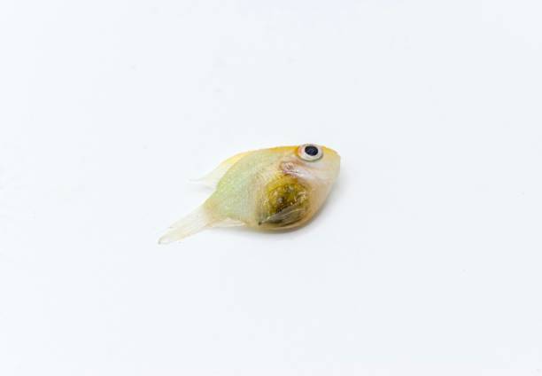 Toy Fishes