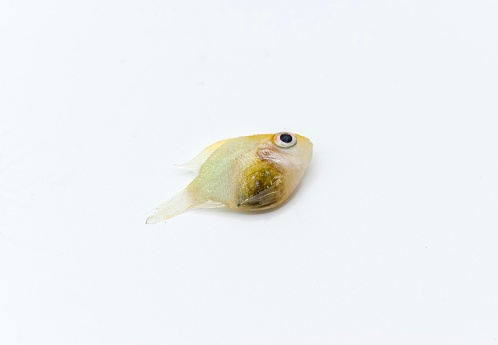 German gold ram cichlid fish died due to bloated abdomen. Isolated on white. Lower view.
