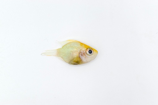 German gold ram cichlid fish died due to bloated abdomen. Isolated on white.