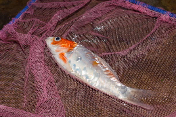 Goldfish exposed to sunlight in a dark environment