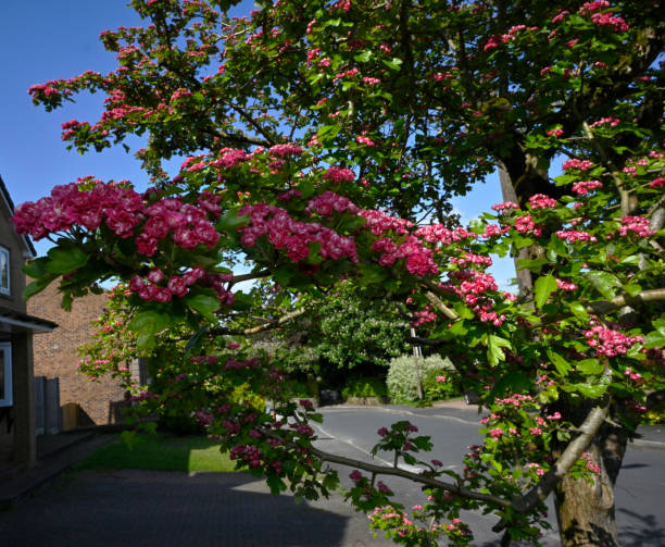istock Midlands Hawthorn, Crataegus laevigata 1. 1497109441
