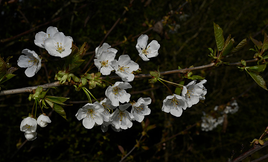 A branch of fully opened Wild Cherry flowers with a number of leaves. The flowers are at their best and almost pure white as they are now fully opened. Very well focussed with details of the petals, stamens and stigma with a dark background.