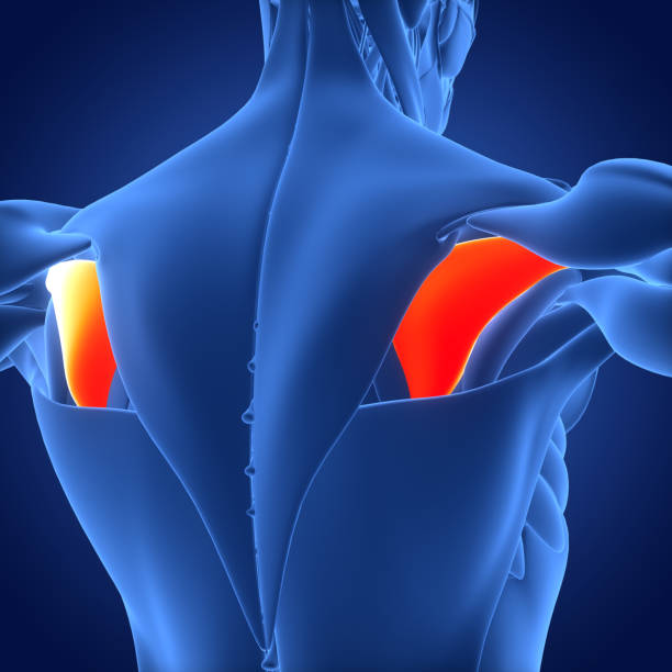 ludzki układ mięśniowy mięśnie infraspinatus mięśni anatomia - rotator cuff zdjęcia i obrazy z banku zdjęć