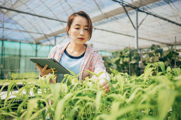 istock An Asian farmer uses a tablet computer to check and record the growth of crops, utilizing technology in crop cultivation techniques. 1497111823