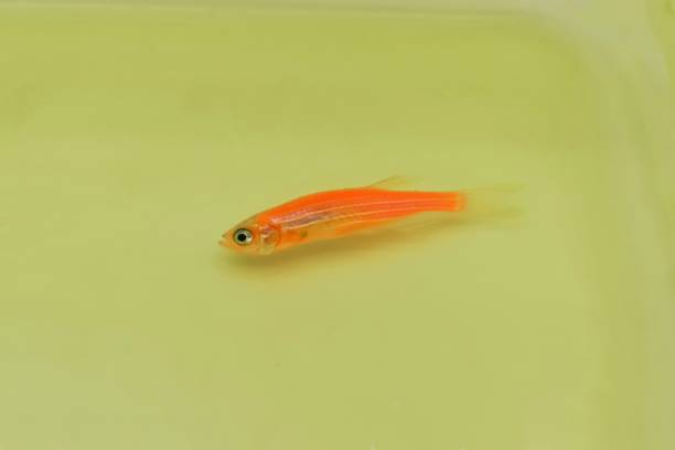 Orange zebra danio fish died due to poor water quality i.e. ammonia poisoning. Dead Small fish. Orange zebra danio fish died due to poor water quality i.e. ammonia poisoning. Dead Small fish on the surface of water. danio stock pictures, royalty-free photos & images