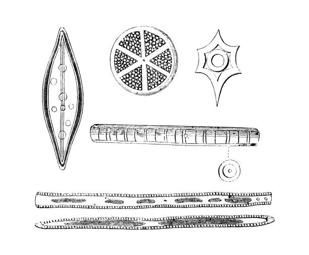 ilustrações de stock, clip art, desenhos animados e ícones de forms of diatoms from great depths - golden algae