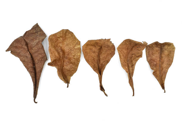 istock Five dry indian almond leaves isolated on white. 1497114396