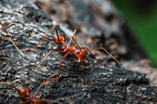 Red ant on a tree in nature backgrounds