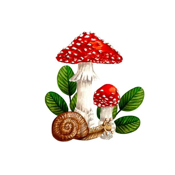 Two Fly agaric mushrooms, leaves and snail isolated on white, hand drawn marker illustration in watercolor technique For visual aids, books, postcards, prints for clothes, mugs, shoppers etc. little grebe (tachybaptus ruficollis) stock illustrations