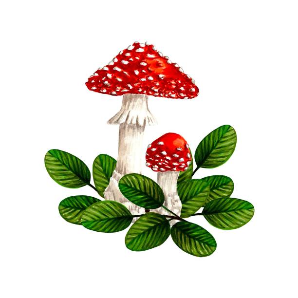 Two Fly agaric mushrooms and leaves isolated on white, hand drawn marker illustration in watercolor technique For visual aids, books, postcards, prints for clothes, mugs, shoppers etc. little grebe (tachybaptus ruficollis) stock illustrations