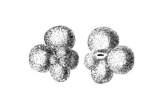 Globigerina Foraminifera (Latin for 