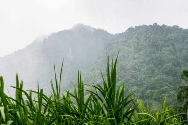 istock Rainforest on Saint Vincent Island, Saint Vincent and the Grenadines 1497116789