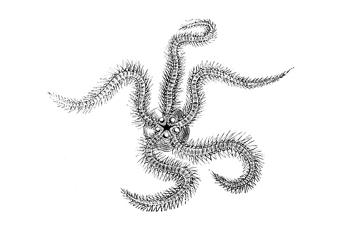 Ophiocomina nigra, commonly known as the black brittle star or black serpent star, is a species of marine invertebrate in the order Ophiurida