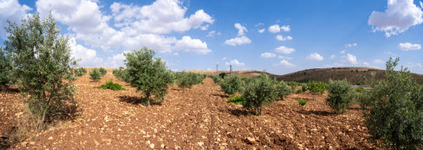 istock Panoramic view of olive trees in the field 1497118597