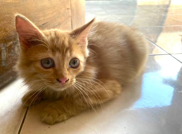 istock Close-up of an orange kitten 1497118795