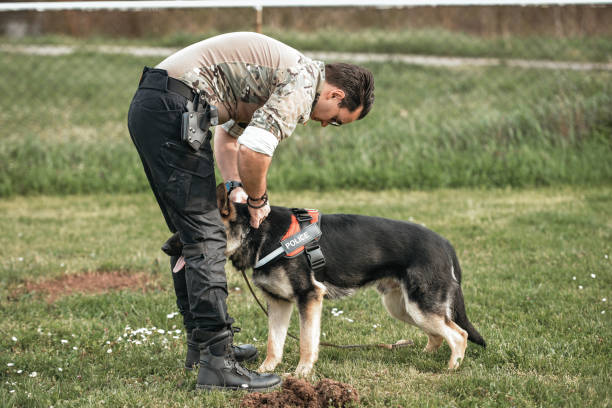 istock Police dog showing his skills 1497118840