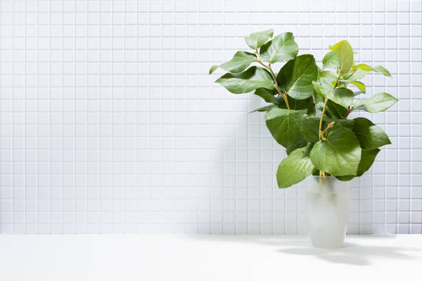 Bright abstract interior in classical mediterranean style with lush green branches in vase in sunlights, shadow. Fresh summer background for presentation cosmetic products, spa, advertising, design.