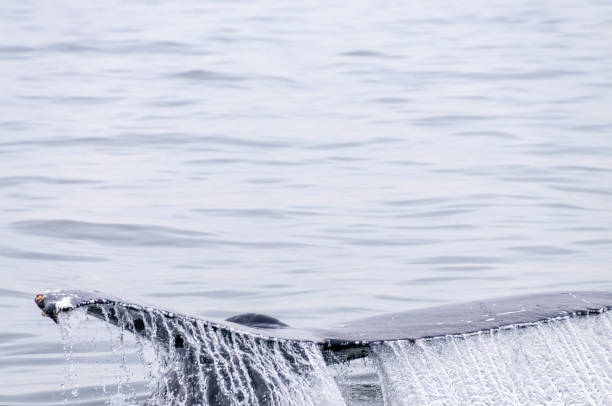 Tail fin of a surfacing whale, in Walvis Bay, Namibia.