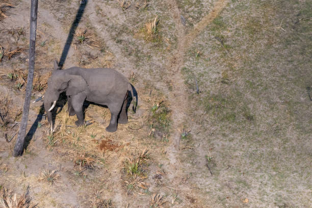 istock Aerial shot of an Elephant rubbing its head against a palm tree 1497119468