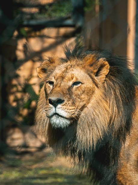 istock Majestic lion stands alone in its zoo enclosure. 1497119499