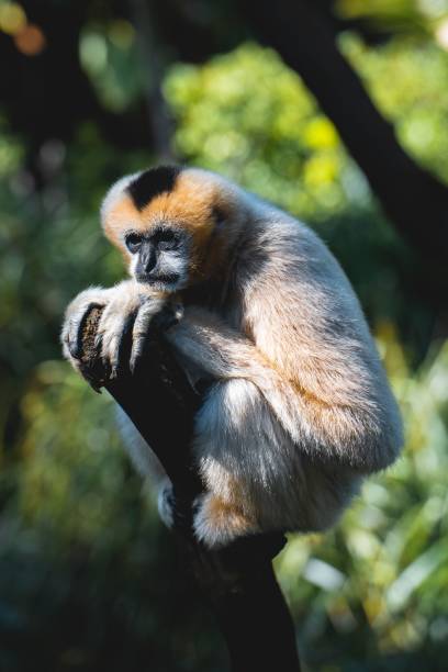 istock Close up of a monkey perched atop a sturdy tree branch 1497119504