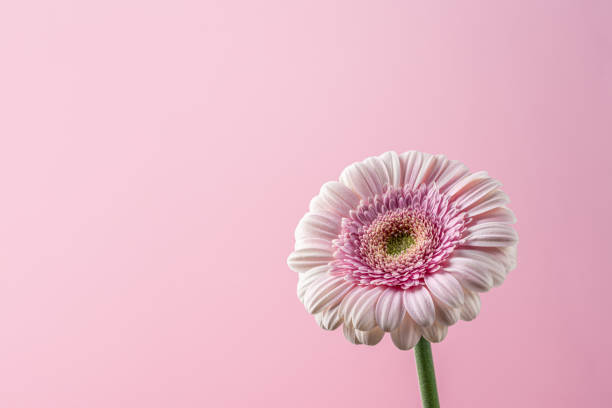 istock Close-up view of gerbera flower 1497120553