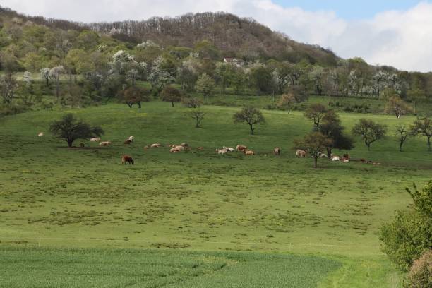 istock cows in the mountain pasture 1497121395