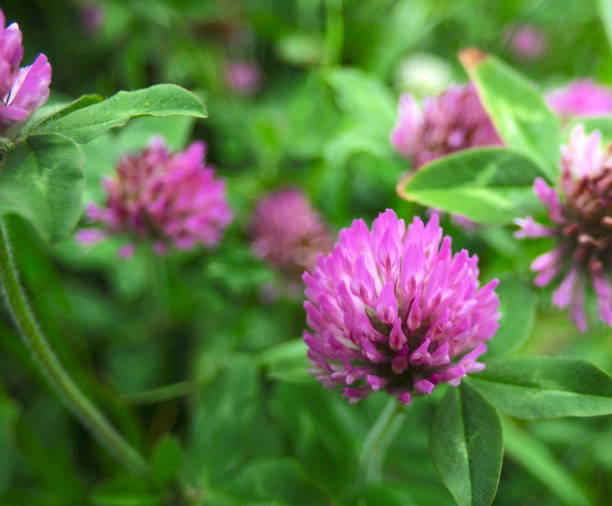istock Red clovers and bokeh background. 1497121451