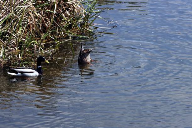 istock Duck with drake on the pond 1497121558