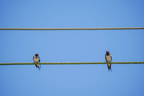 istock Barn Swallows on wire under blue sky background. Two wire tailed swallow perched on cable. Birds sitting and rest on sunny summer day 1497122275