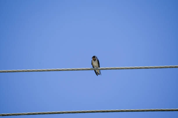 Barn Swallow on wire under blue sky background. A wire tailed swallow perched on cable. Bird sitting and rest on sunny summer day